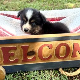 Ricky - Black male Toy Australian Shepherd puppy in Puryear, Tennessee from A&W Toy Aussies