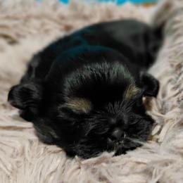 (We will call her the name of your choice) - Black and tan female Shih Tzu puppy in Glenmont, Ohio from Reed Ranch Shih-tzus