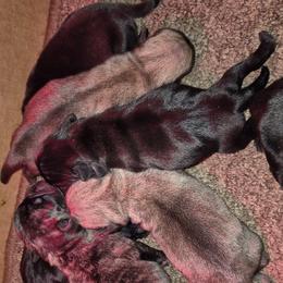 Black female 1 - Black female Pug puppy in Fitzwilliam, New Hampshire from Kayla's Pugs