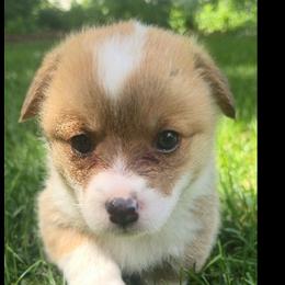 Pembroke Welsh Corgi Puppies from Dave's Corgi Ranch