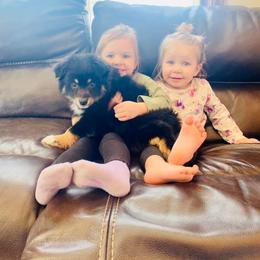 Miniature Australian Shepherd Puppies from Broken T Australian Shepherds