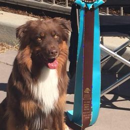 Australian Shepherds from Roanoak Australian Shepherds