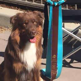 Australian Shepherds from Roanoak Australian Shepherds