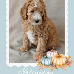 Islington - Apricot male Goldendoodle puppy in Coarsegold, California from Hobbit Hollow Acres