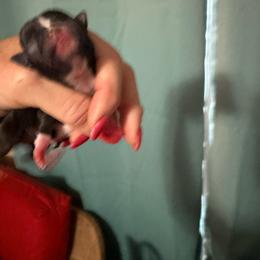 Lakitu - Black and white female Chihuahua puppy in Dime Box, Texas from Color Me Crazy Chihuahuas