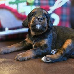 Whitney - Tri-color female Bernedoodle puppy in Blanco, Texas from Texas Hill Country Sheepadoodles & Bernedoodles
