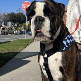 Boxers from Euro boxers of SoCal