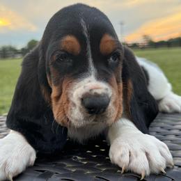 Ringo - Black white and brown male Basset Hound puppy in Richmond, Kentucky from Walters Hollow Hounds