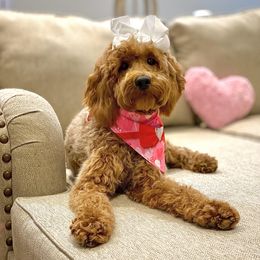 Magnolia - Goldendoodle