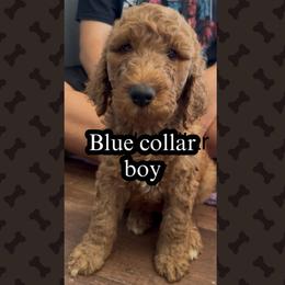 Blue - Apricot male Goldendoodle puppy in Salem, Oregon from Capital Doodles