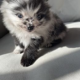 Pomeranian puppies from Puppy Zen Den
