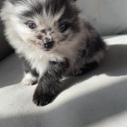 Pomeranian puppies from Puppy Zen Den