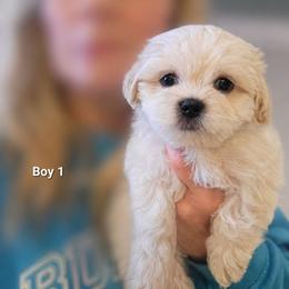 Boy 1 - White and tan male Mal-Shi puppy in Mundelein, Illinois from FurEver Friends Designer Breeds