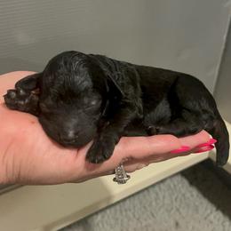 Girl 1 - Black female Poodle puppy in Calimesa, California from Teakwoodpoodleofsocal