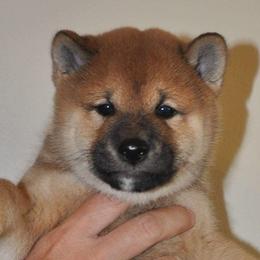 Shiba Inu from Bay Area Shiba Inu