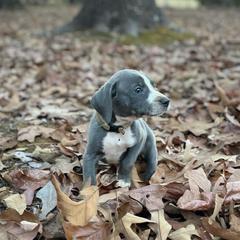 Mountain Cur Puppies from Lost Forty Kennels