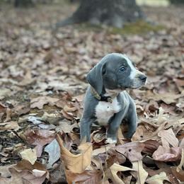 Mountain Cur Puppies from Lost Forty Kennels