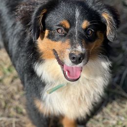 Miniature American Shepherds, Miniature Australian Shepherds, and Toy Australian Shepherds from Ramblin’ Rose Mini's