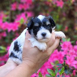 Boy 2 - Parti male Miniature Schnauzer puppy in Trinity, Alabama from C&E'S Schnauzers