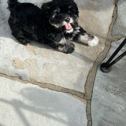 Havanese Puppies from Kim's Puppy Palace