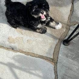 Havanese Puppies from Kim's Puppy Palace