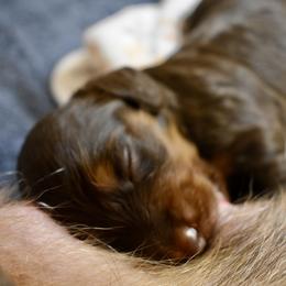 Winston AKC - Chocolate and tan male Dachshund puppy in De Land, Florida from Pretty Painted Mini Doxies