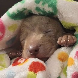 Weimaraner Puppies from Alpha Weims by The Mattas Kennel