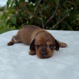 Grave Digger - Dapple male Dachshund puppy in Lebanon, Tennessee from Thomas Dachshunds