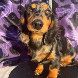 Norman - Dachshund