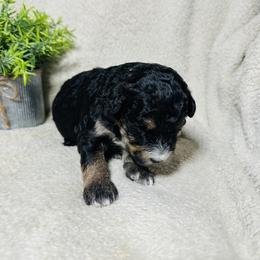 Jingle - Tri-color male Bernedoodle puppy in Leesport, Pennsylvania from Bechtel’s Bernadoodles