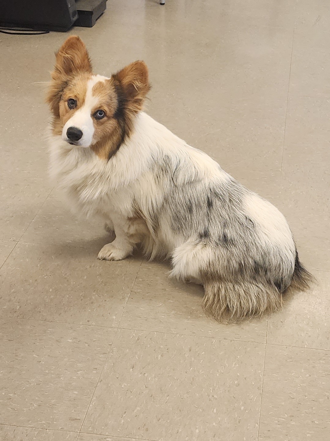 American Corgis and Pembroke Welsh Corgis from Barnes Corgis