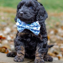 Australian Labradoodle Puppies from Providence Labradoodles, LLC