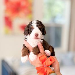 Chilli-Bluey - Tri-color female Bernedoodle puppy in Ontario, California from Teddy Doodles & Standard Poodles
