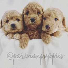 Goldendoodle puppies from Parisian Puppies