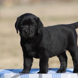 Fancy Girl 2 - White Collar - Black female Labrador Retriever puppy in Point, Texas from Lakylu Kennels