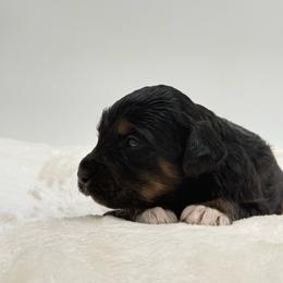 Sandbar - Tri-color male Bernedoodle puppy in Clermont, Florida from Shadow Bernedoodles & Dog Training