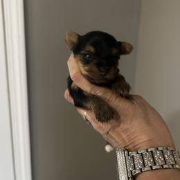 Brooke - Blue and gold female Yorkshire Terrier puppy in Hot Springs, Arkansas from Weslynn Kennels