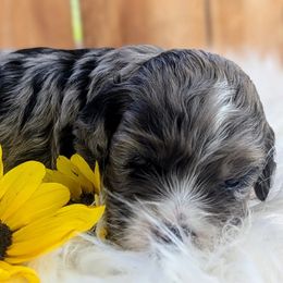 Cockapoo Puppies from Utah Cocker Spaniels