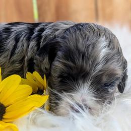 Cockapoo Puppies from Utah Cocker Spaniels