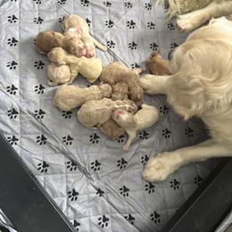 Aussiedoodle and Goldendoodle Puppies from Classic City Doodles