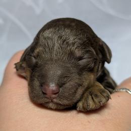 Purple Collar Girl - Phantom female Poodle puppy in Tehama County, California from Hals Pals K9s