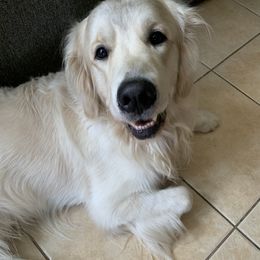 Ralphie  - Golden Retriever