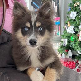 Reef - Blue male Pomsky puppy in La Verne, California from Red Cedar Pomskies