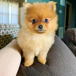 Pomeranian Puppies from Hope Mountain Pomeranians