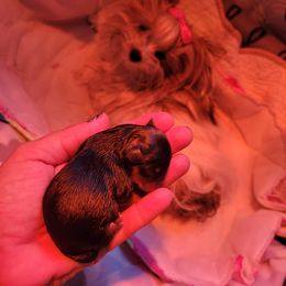 Yorkshire Terrier Puppies from Wendy's Yorkies