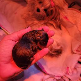 Yorkshire Terrier Puppies from Wendy's Yorkies