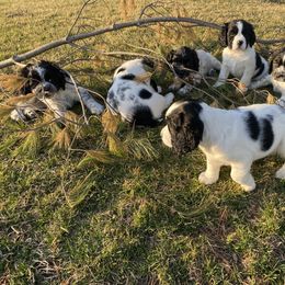 English Springer Spaniel Puppies from Hometown Springers