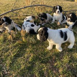 English Springer Spaniel Puppies from Hometown Springers