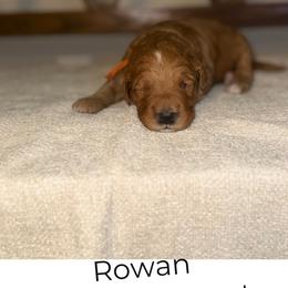 Rowan - Red  male Goldendoodle puppy in Layton, Utah from Gracious Doodle Dogs