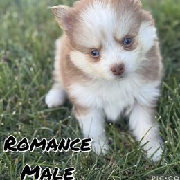 Romance - Chocolate male Pomsky puppy in Clarkston, Utah from Red Rock Ranch Breeders